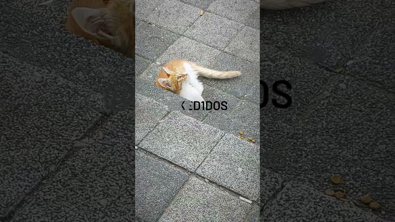 ORANGE CAT CHILLIN 😼       #trending #cats #cat #gatos  #trendingshorts #trendingvideos #viralvideo