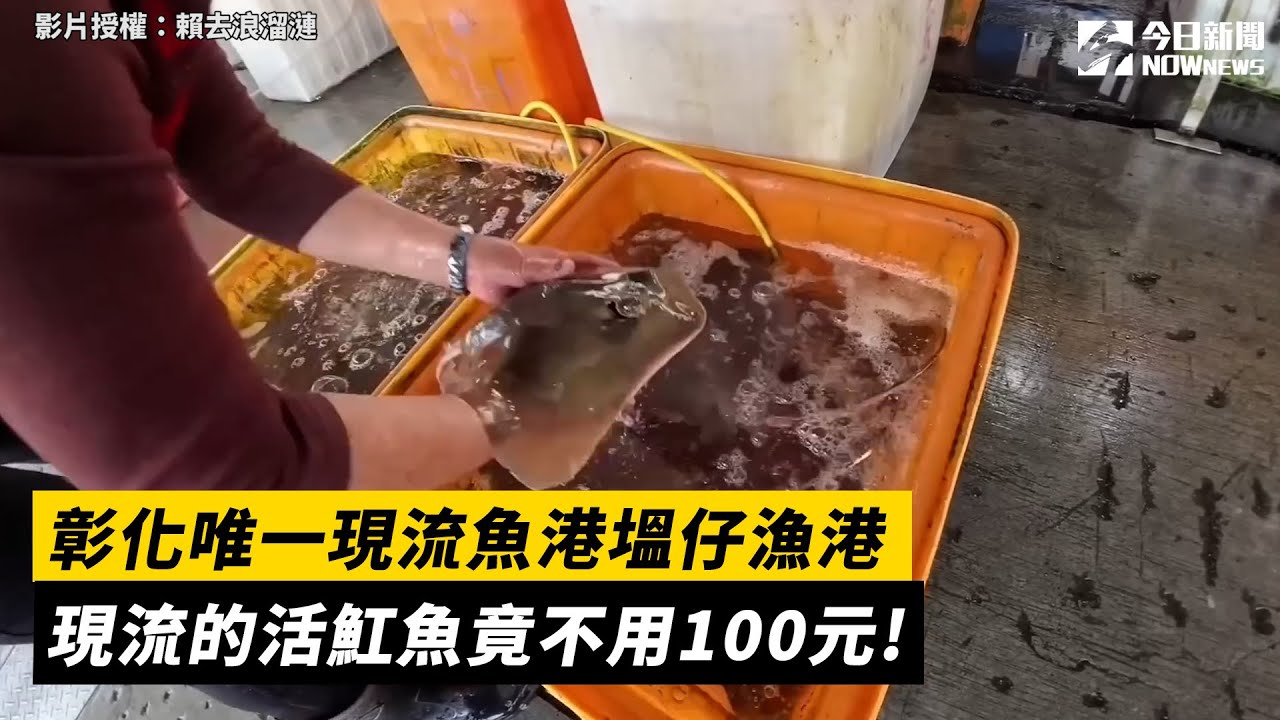 彰化唯一現流魚港塭仔漁港 現流的活魟魚竟不用100元!｜小編特搜｜NOWnews