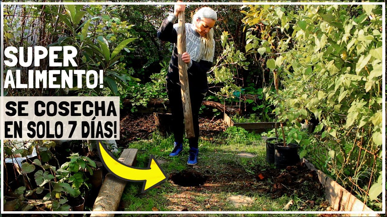 BAJO TIERRA! SE COSECHA EN SOLO 7 DÍAS!😮Cultivo de Supervivencia! Alto valor nutritivo! HUERTO