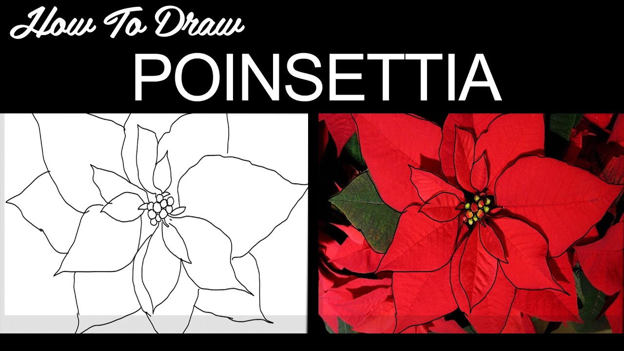 How to Draw Poinsettia Flower Very Easy(with Awesome Bonus Tip)