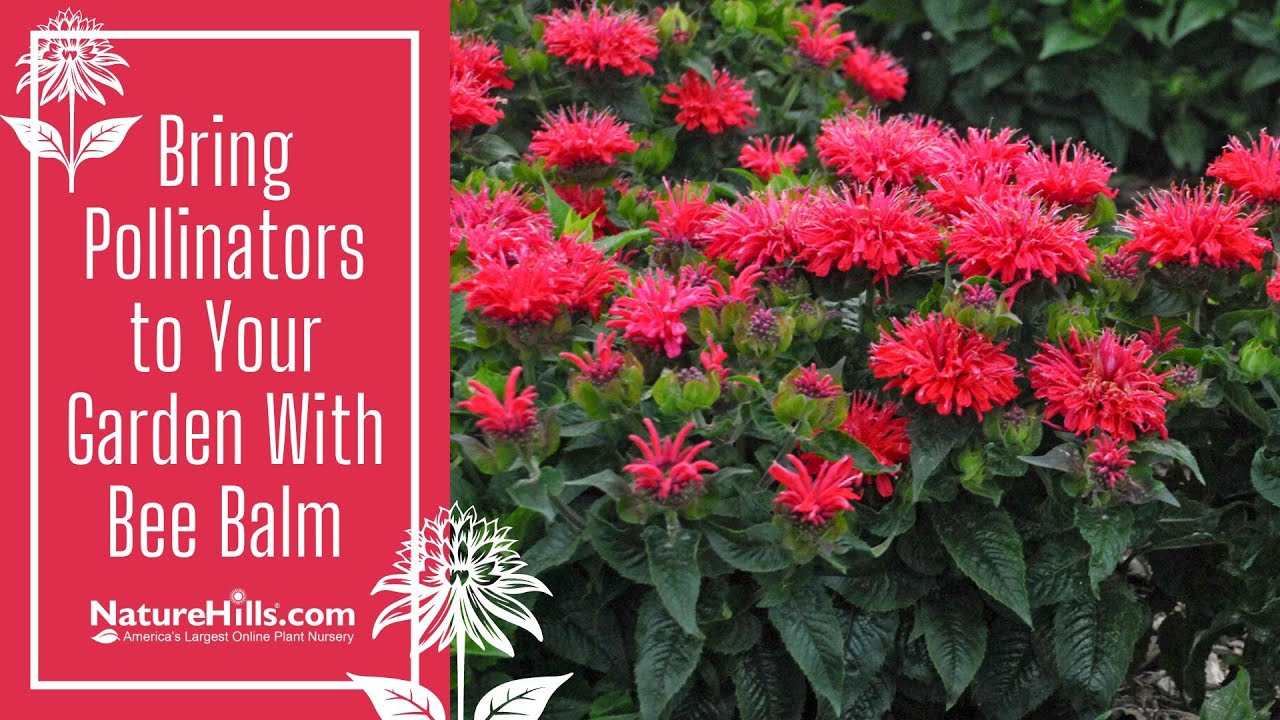 Bring Pollinators to Your Garden With Bee Balm | NatureHills.com