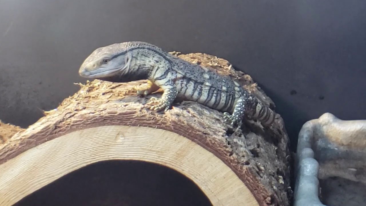 Baby Black Throat Monitor Update | My Dream Lizard