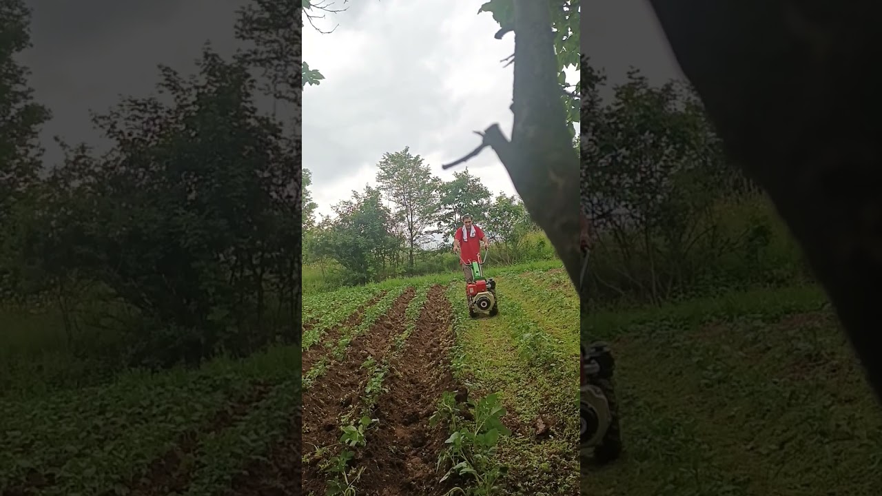 Brnjic,zagrtanje krompira,jedva nekako mokro ali mora se🤣🤣🤣