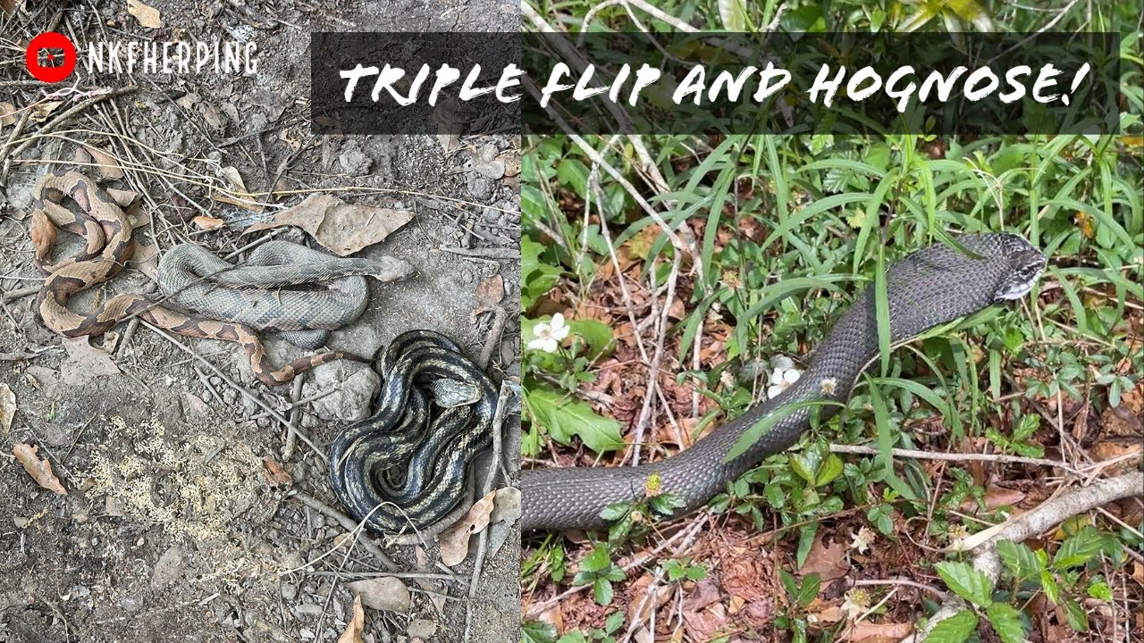 Epic Triple Flip! South Carolina Tin Flipping: Copperheads, Rattlesnakes and Eastern Hognose!