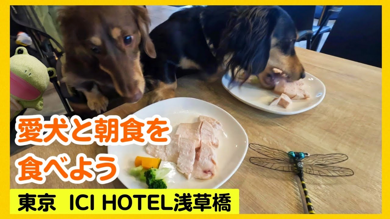 【 ICI HOTEL浅草橋 】東京で愛犬とリーズナブルに宿泊したい方必見。愛犬一緒に朝食を食べれる。