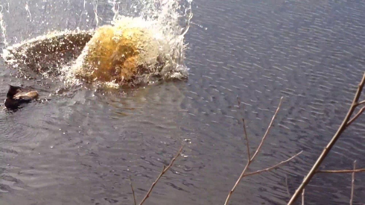 Snoek grijpt Fuut aan Branderpad in Zegveld