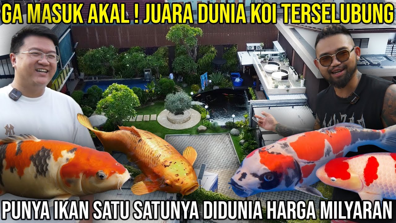 GA MASUK AKAL ! JUARA DUNIA KOI TERSELUBUNG PUNYA IKAN SATU SATUNYA DIDUNIA HARGA MILYARAN | TESARG