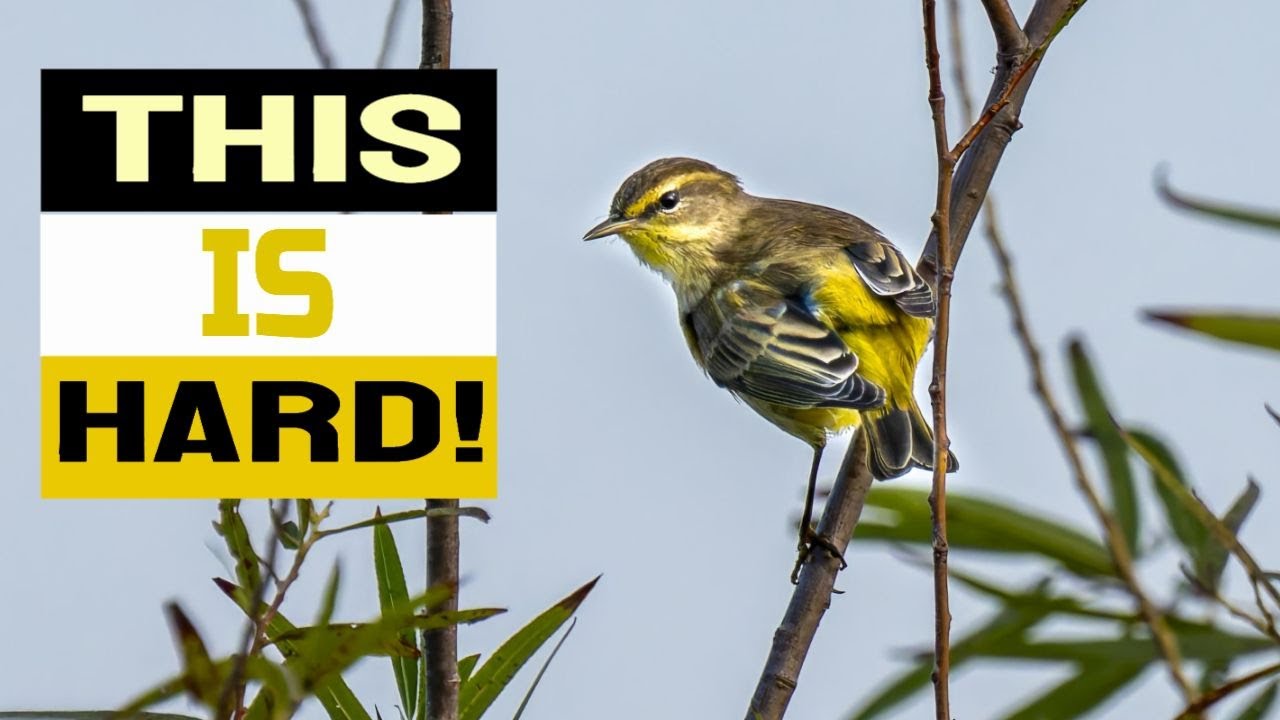 Looking for Migratory Warblers In Central NC with the Sony A7CR