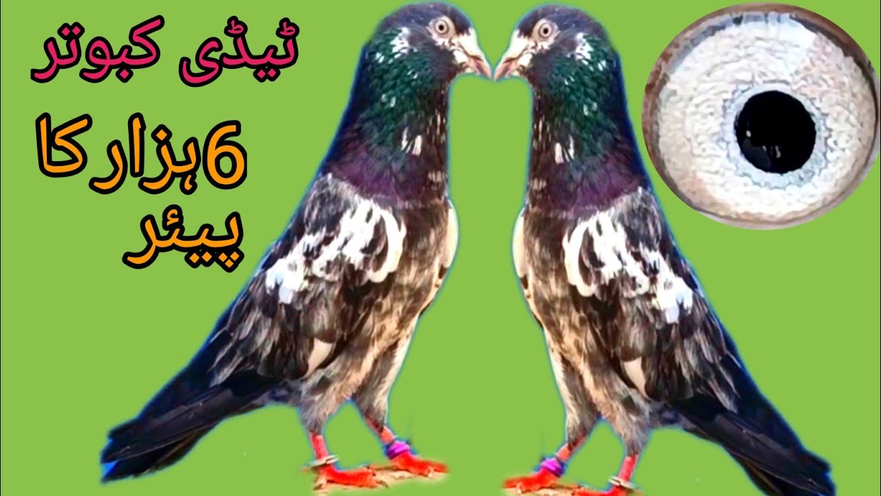 Taddy Kabootar  1500 Per Peace Dhamaka Khej Offer in Lahore ☎️😱03021153648