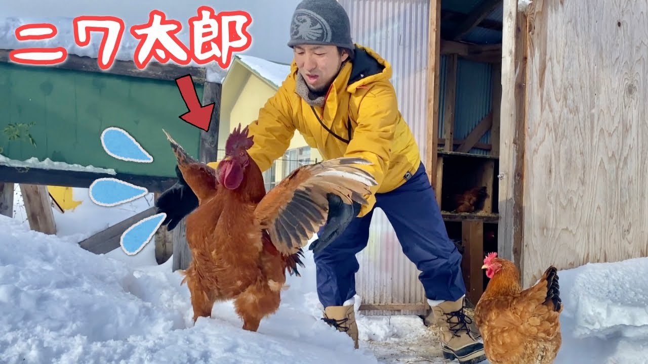 生まれて初めての雪に、ニワトリ達はどんな反応をするのか？　田舎暮らし　鶏小屋　自給自足