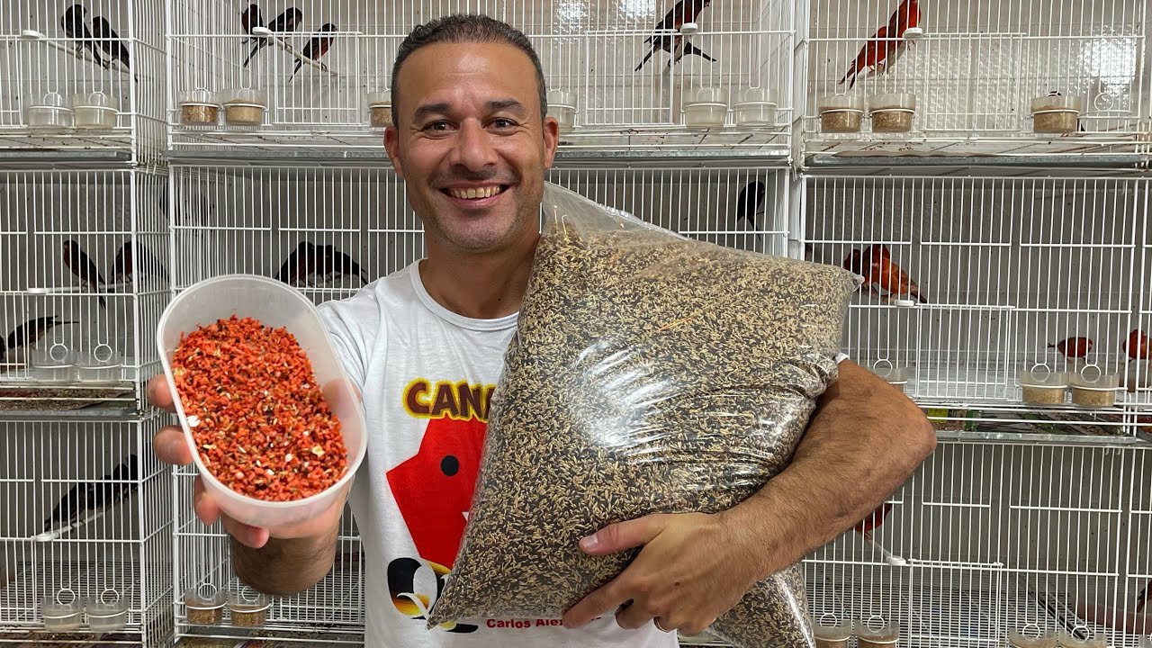 Melhor ALIMENTAÇÃO dos CANÁRIOS
