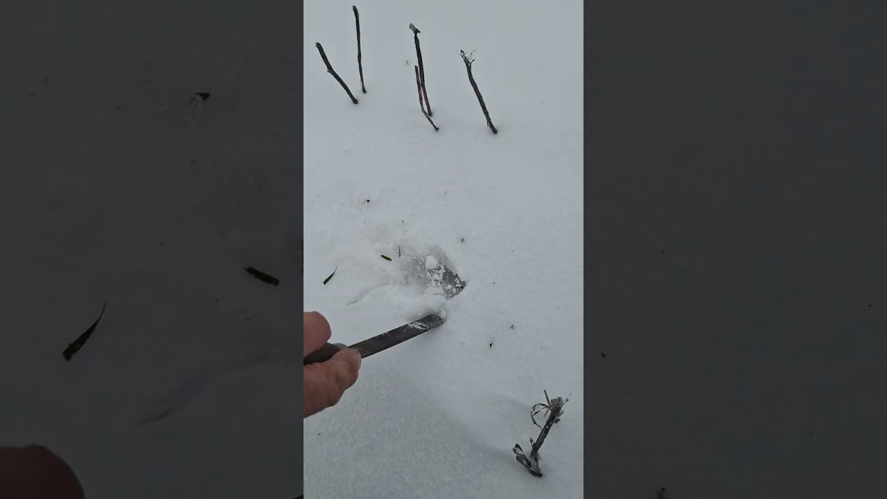Як зимує пшениця. Ситуація  тривожна.