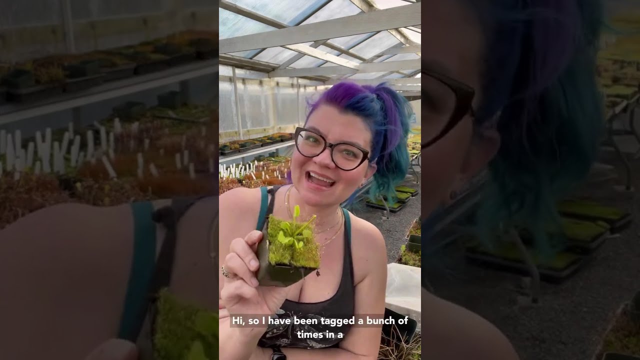 Should you let a Venus flytrap flower?