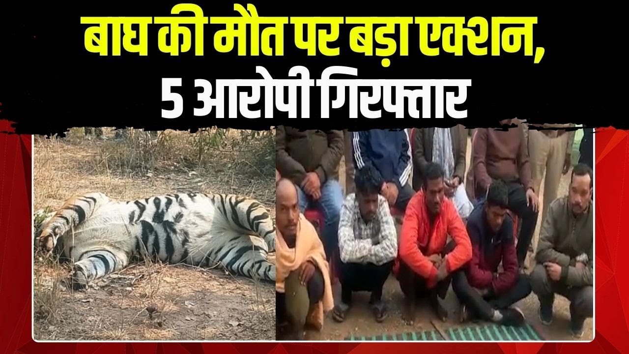 Surajapur News: सूरजपुर में बाघ की मौत पर बड़ा एक्शन, 5 आरोपी गिरफ्तार | Chhattisgarh