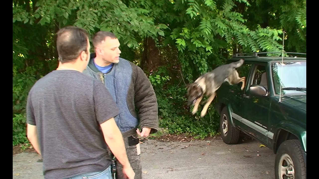Protective Dog Obedience (K9-1.com)