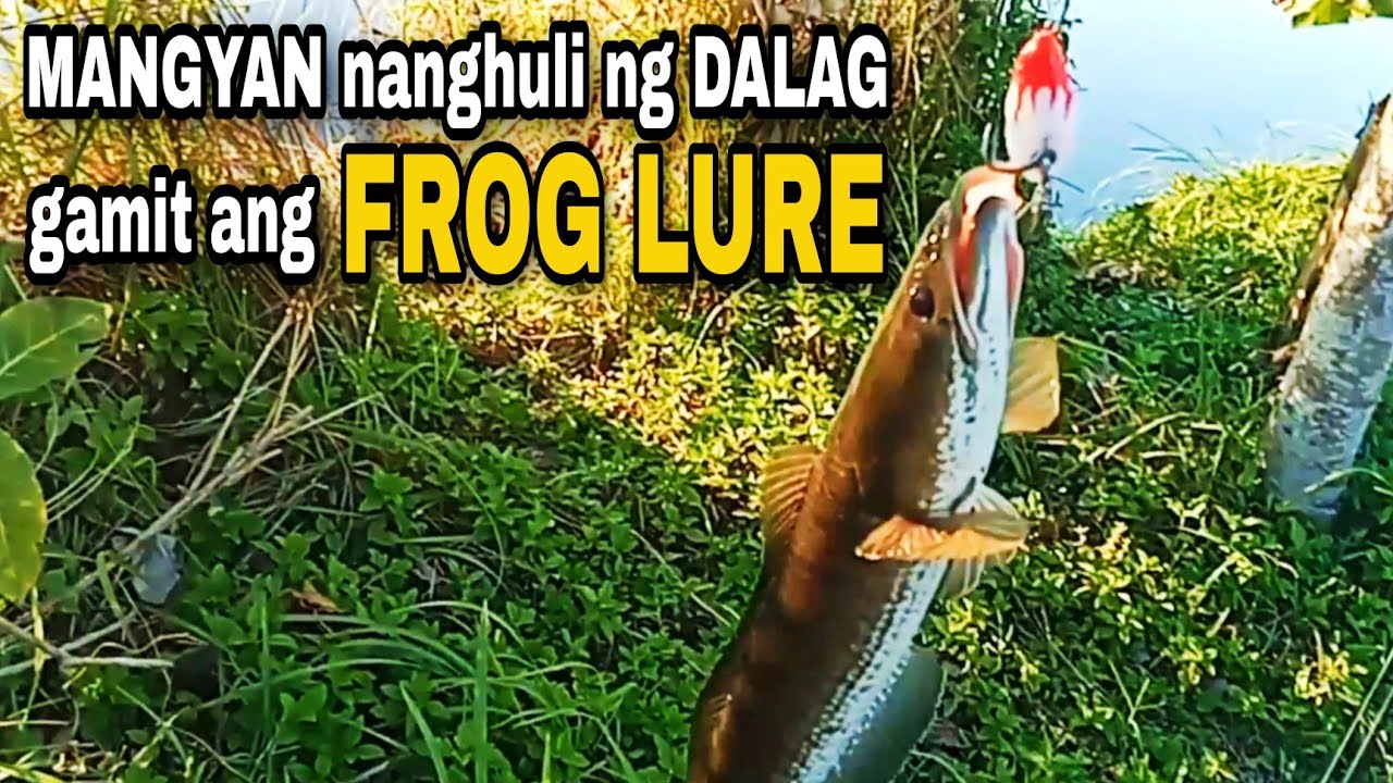 Panghuhuli ng Dalag gamit ang Frog Lure / Snakehead Fishing