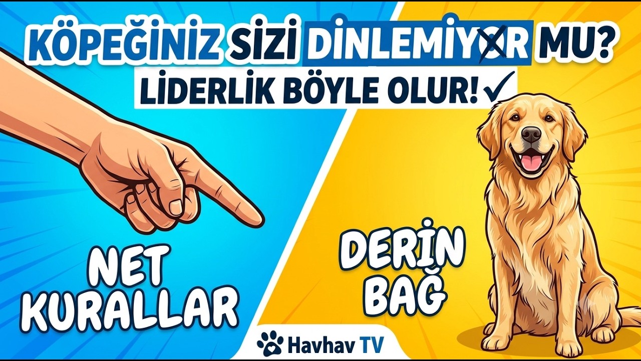 Köpeğin Lideri Nasıl Olunur ? - Köpek Eğitimi