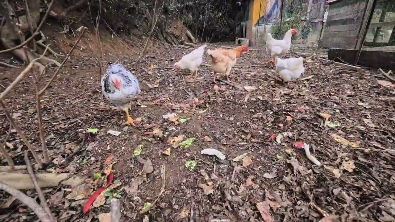 ニワトリに残渣を与える/2026.1.10　#配合飼料を一切与えない #自然養鶏 #谷口村