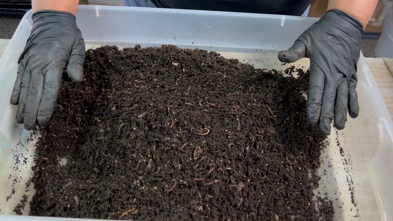 Set It and Forget It Bin Method Review and Next Steps
