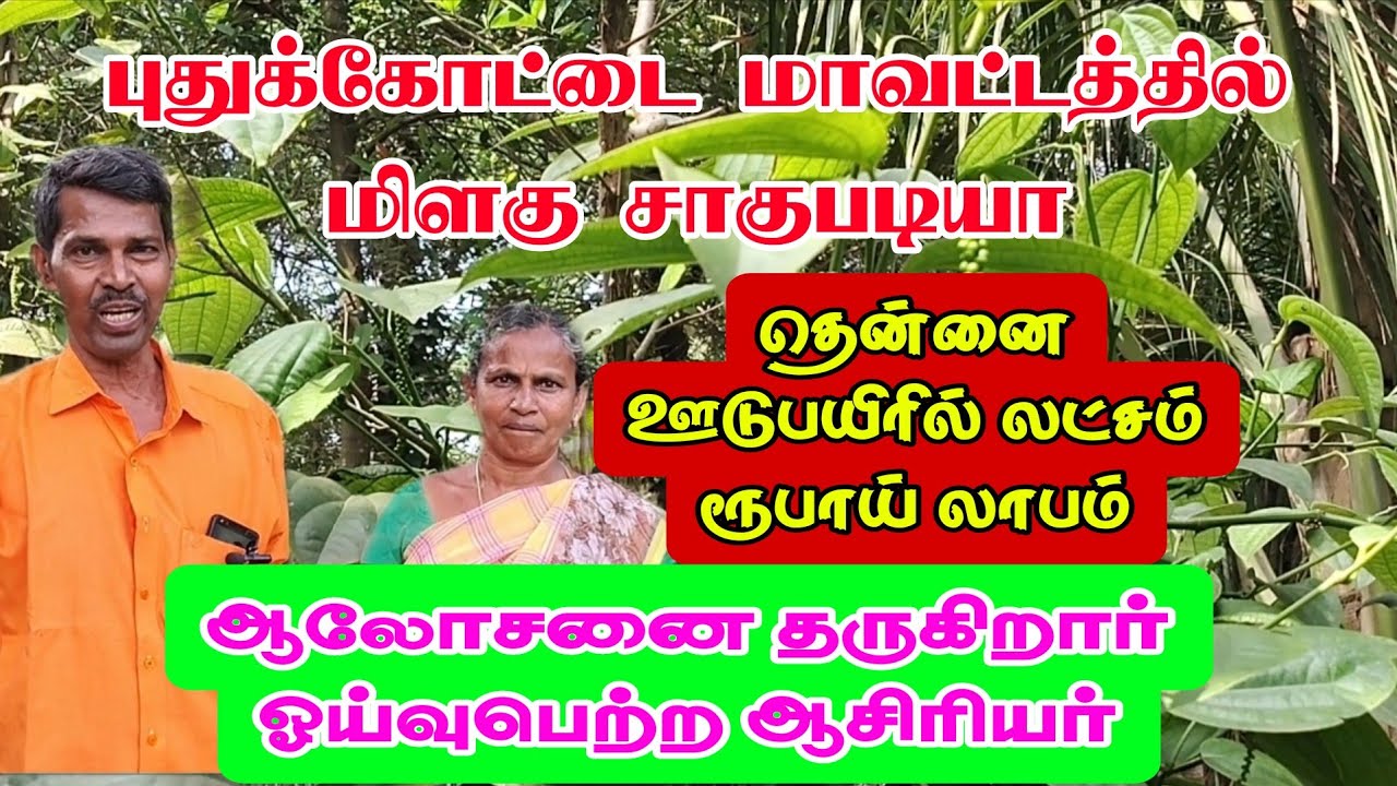 புதுக்கோட்டை மாவட்டத்தில் மிளகு சாகுபடி வியப்பூட்டும் தகவல்கள் 