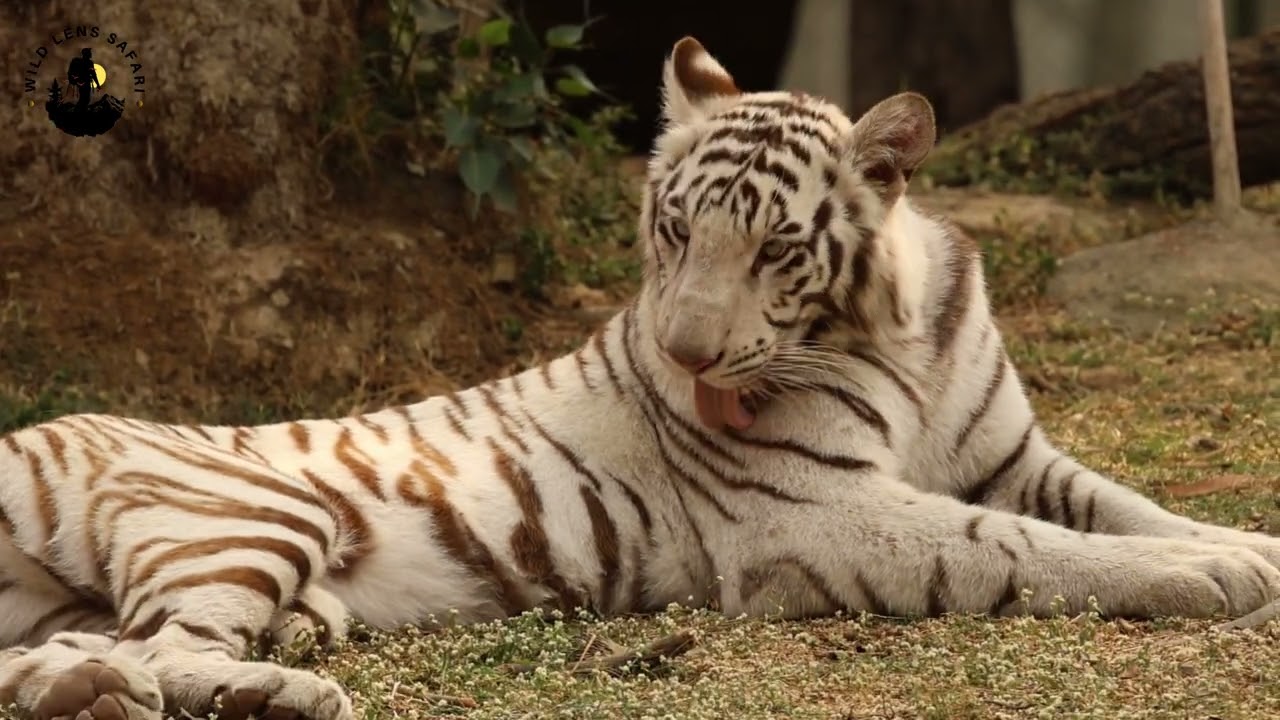 Morning Fun with a 2-Year-Old Tiger Cub