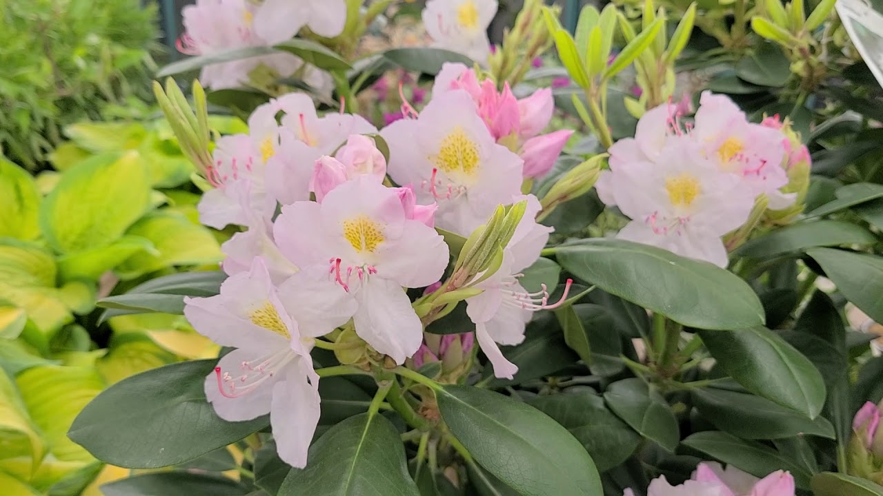 Rhododendron catawbiense 'Album' // Wonderful NATIVE, Easy to Grow, Flowering Evergreen!