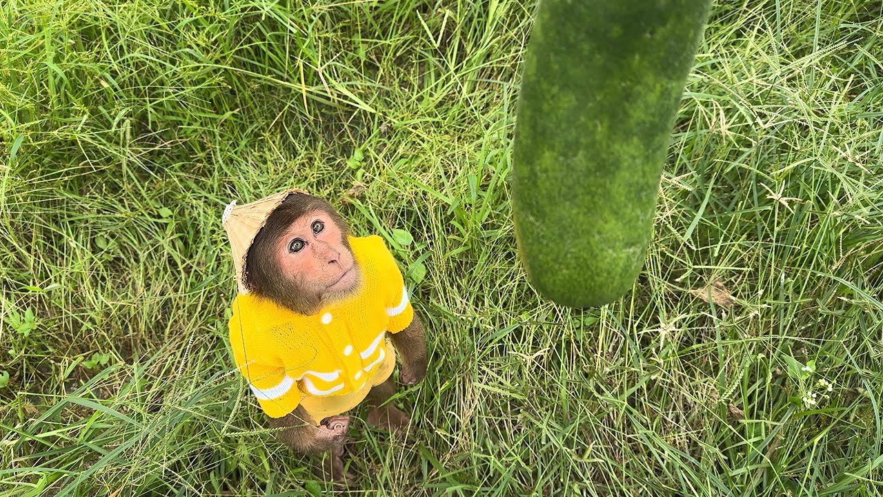 Cutis' journey of harvesting green squash to sell market made everyone praise 👏