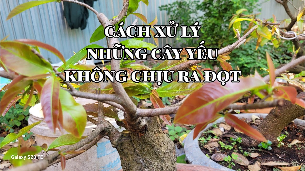 Bón phân cho những cây yếu chậm ra đọt