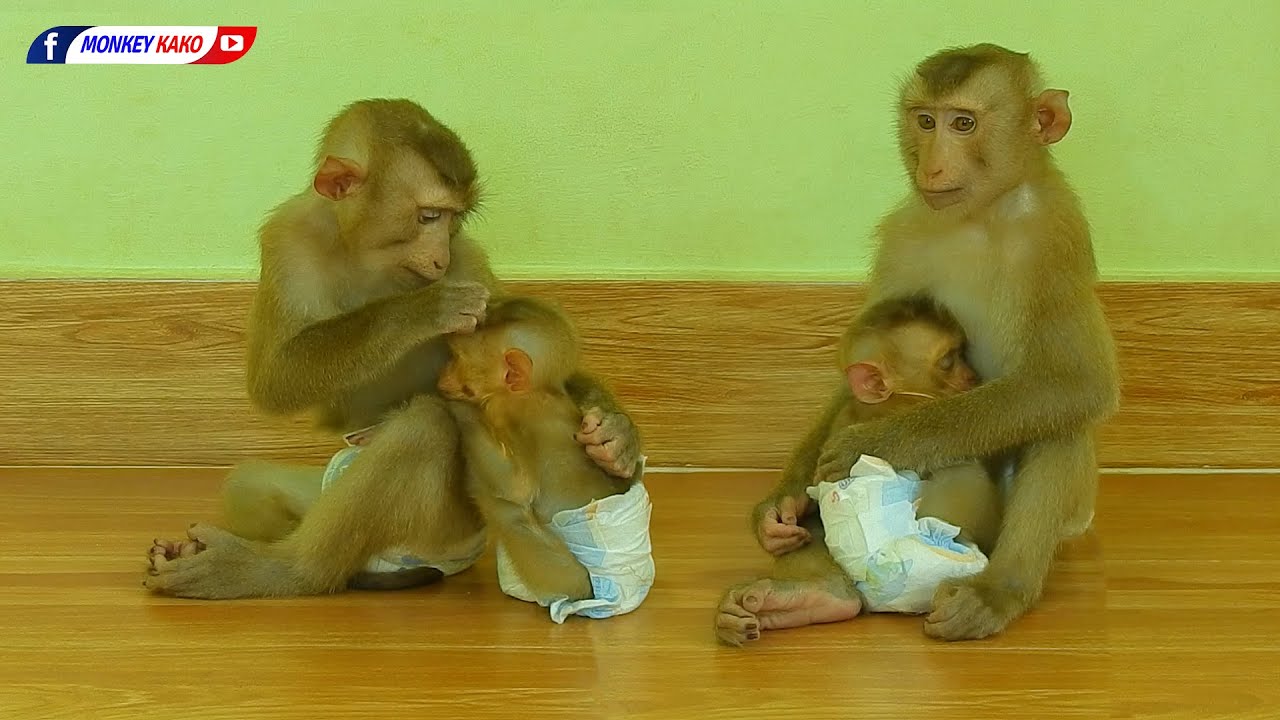 So Lovely Brother Kako Take Care Orphan Baby Monkey Hugging Sleep