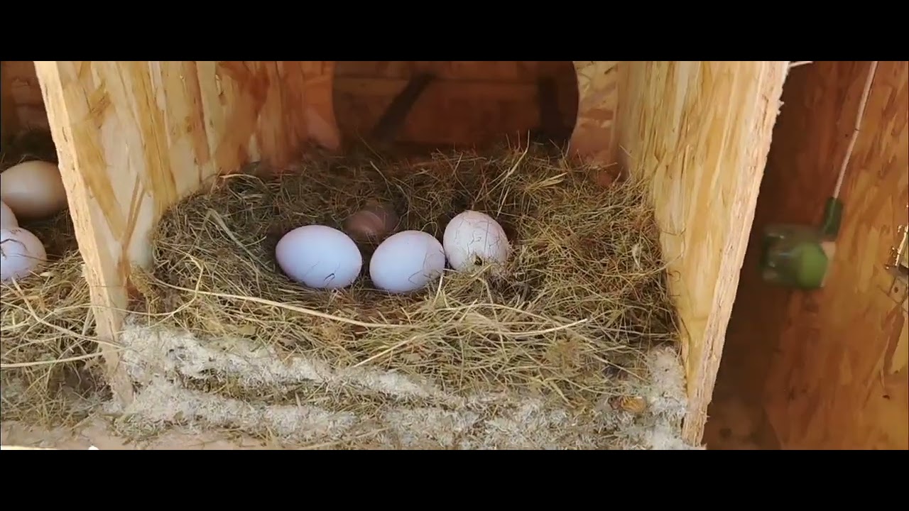 19.03.26г. В СТАЕ - 1🐔🫣🪓. СКОЛЬКО СЕГОДНЯ ЯИЦ 🥚🪺
