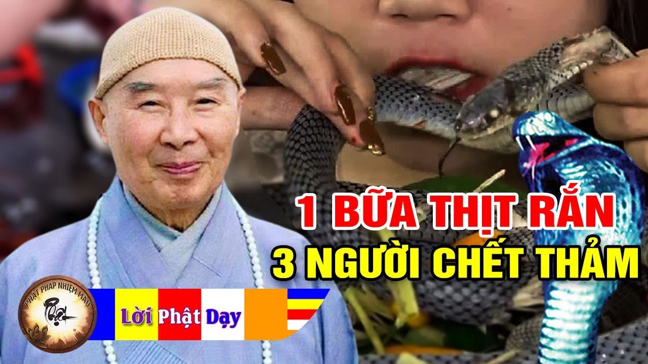 1 bữa Thịt Rắn 3 người Chết Thảm - Phỏng Vấn Pháp Sư Tịnh Không - Nhân quả báo ứng không sai 1 ly