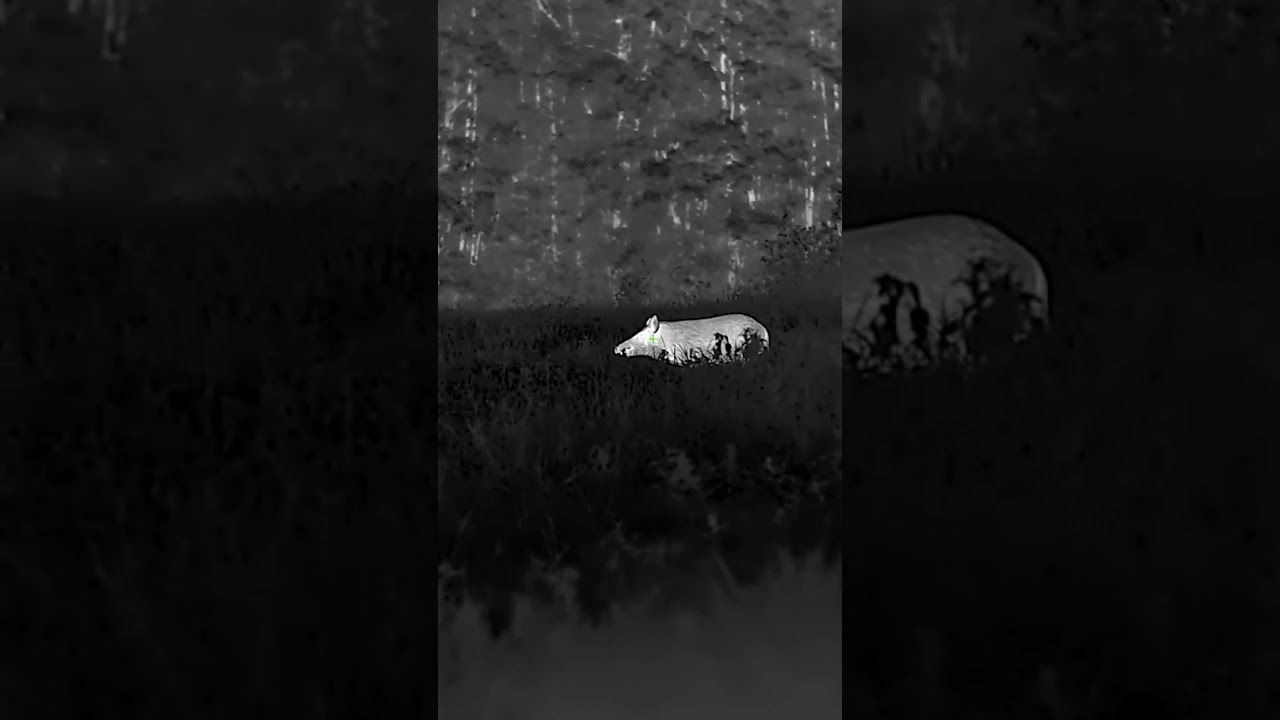 HIDE-AND-SEEK Undisputed Champ!  BOLT TX60C 