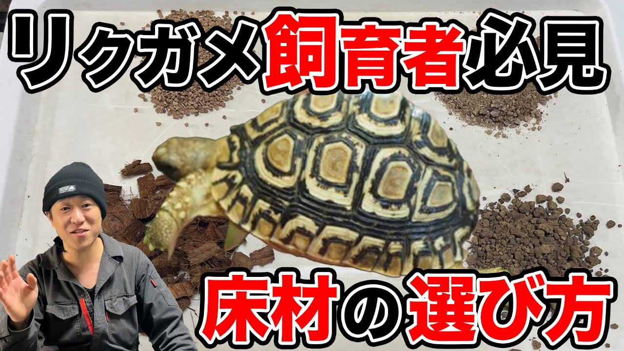 【リクガメ床材】の選び方！結局どれが一番いい？
