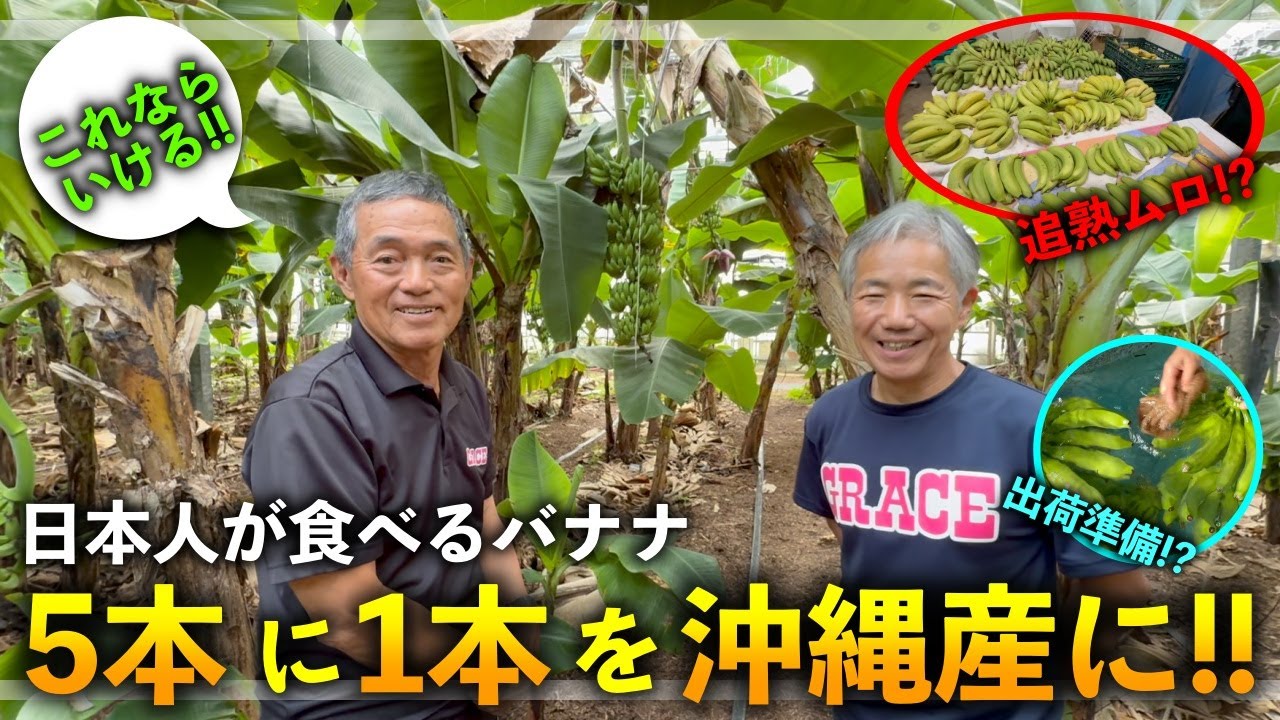 【時代が変わる!】バナナの５本に１本は沖縄産を！衝撃のバナナ栽培・追熟ムロ，作業方法などを徹底解説！【グレイスファーム×合同会社アクト 藤原澄久さん & 比嘉吉廣さん & りんさん，しんさん】