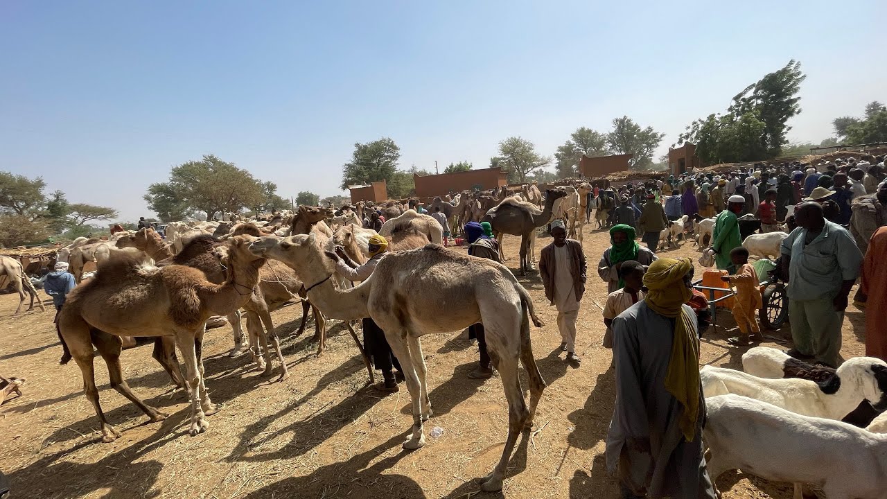 Un marché de bétail au Niger - kasuar dabbobi a wani kauyen Nijar kussa ga #Nigeria #Niger