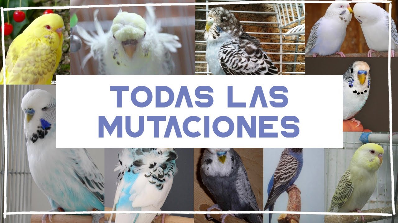 ✅TODAS las MUTACIONES de Periquitos🐤(EN 5 MINUTOS)