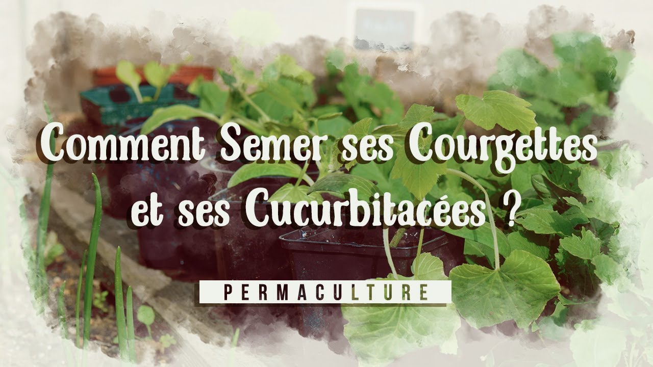 Comment semer ses courgettes et ses cucurbitac&eacute;es ?