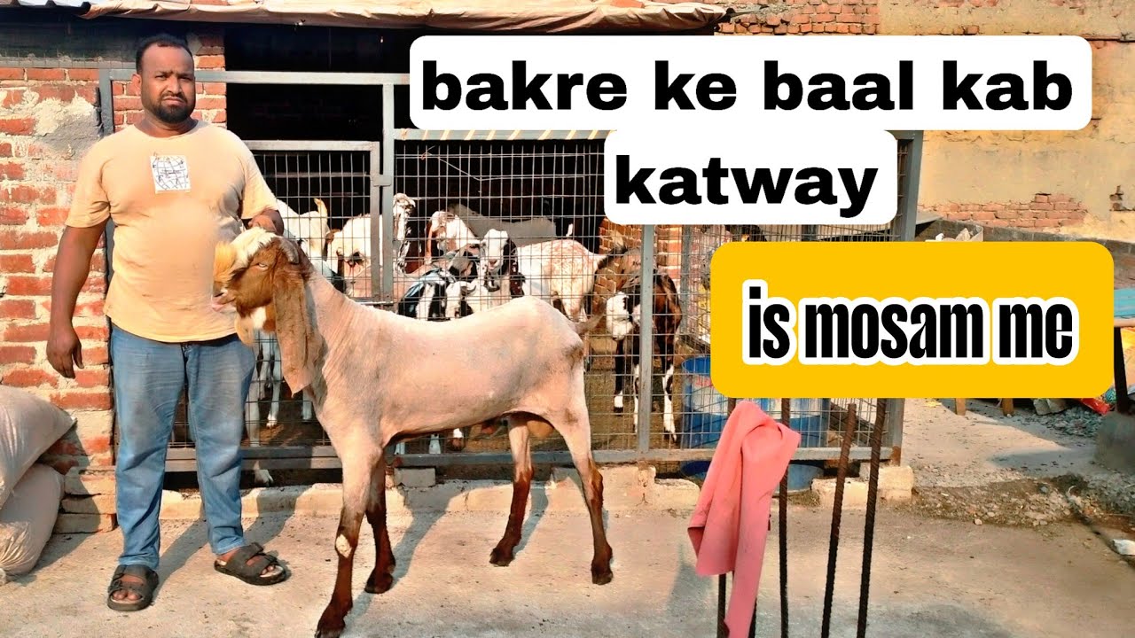 Bakro ke  bal kab katwaye full explaining video #bakripalankaisekre #goathusbandry #goathaircutting