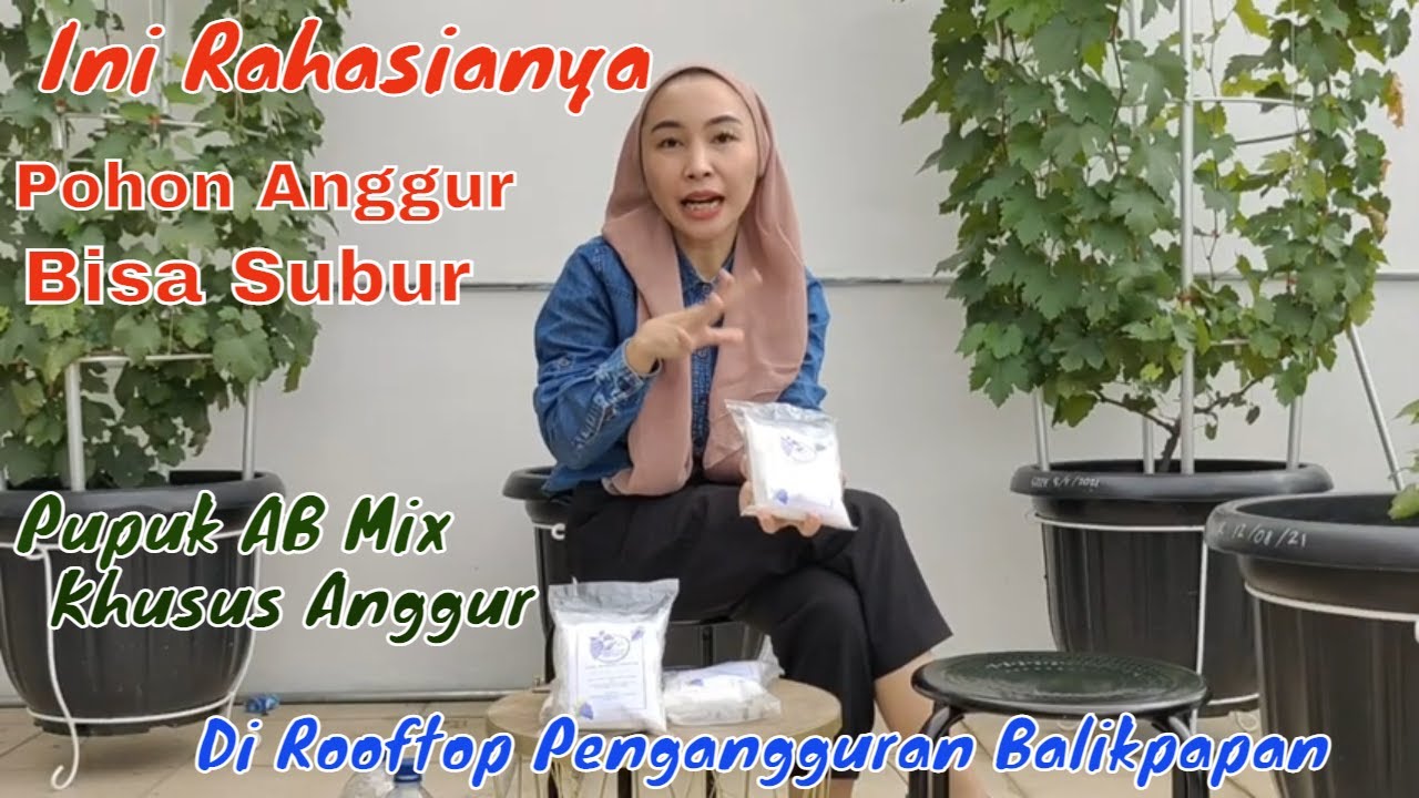 Rahasia Pemupukan AB MiX Khusus Anggur di Rooftop Pengangguran | AB MiX vegetatif & Generatif