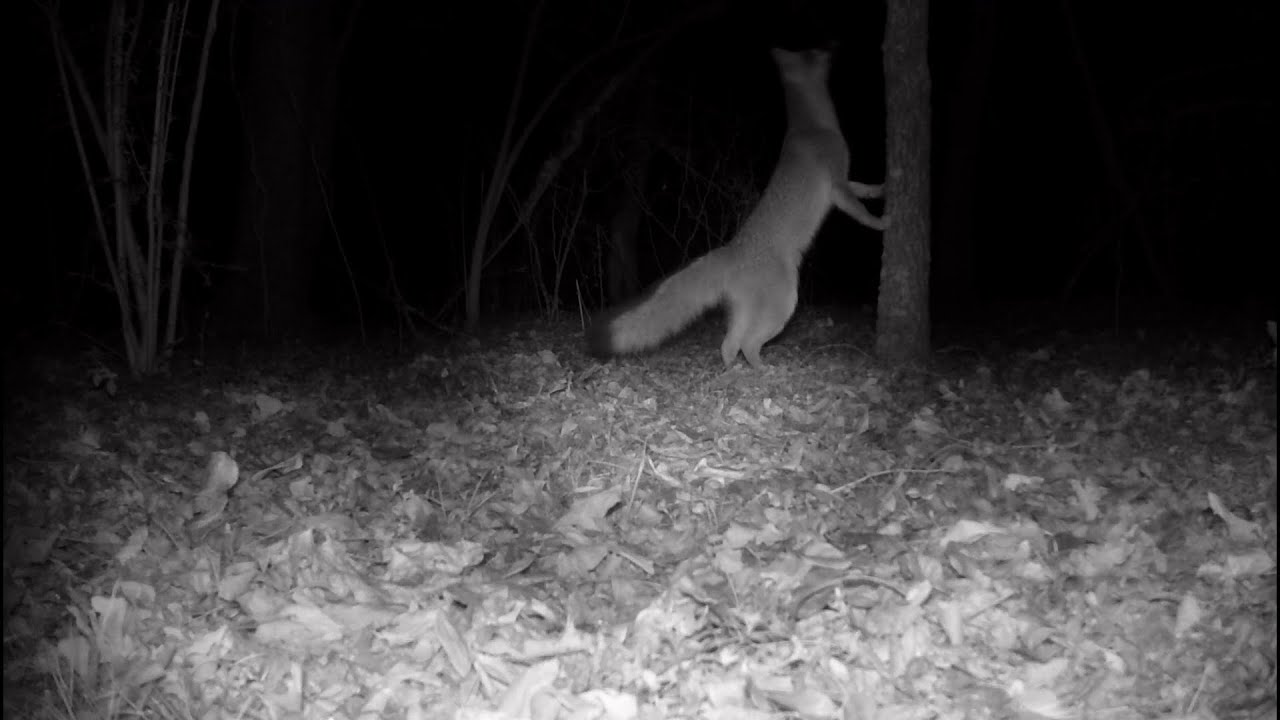 What’s Roaming the Woods at Night? Trail Cam Caught It