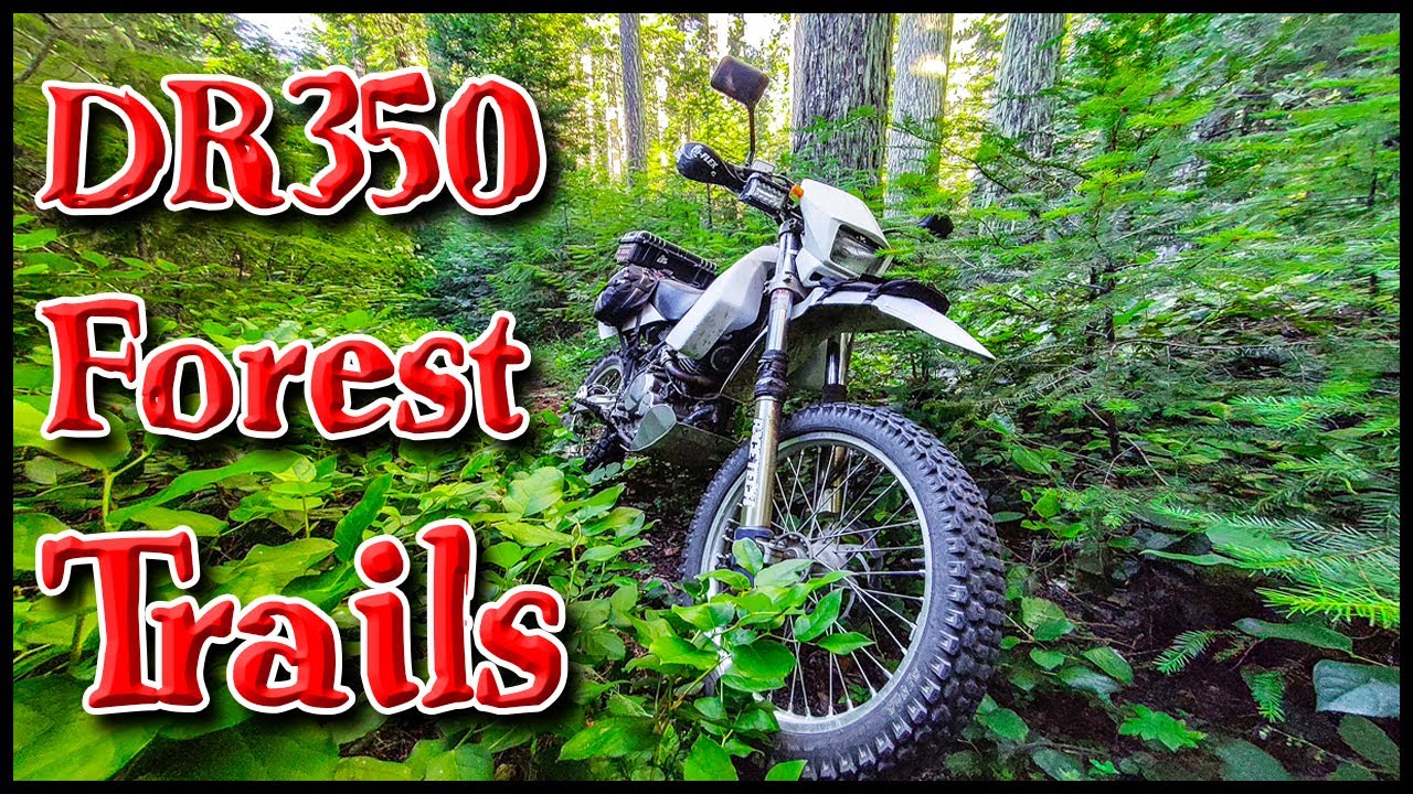 Oregon Trails & Berry Foraging || DR350 Dual Sport