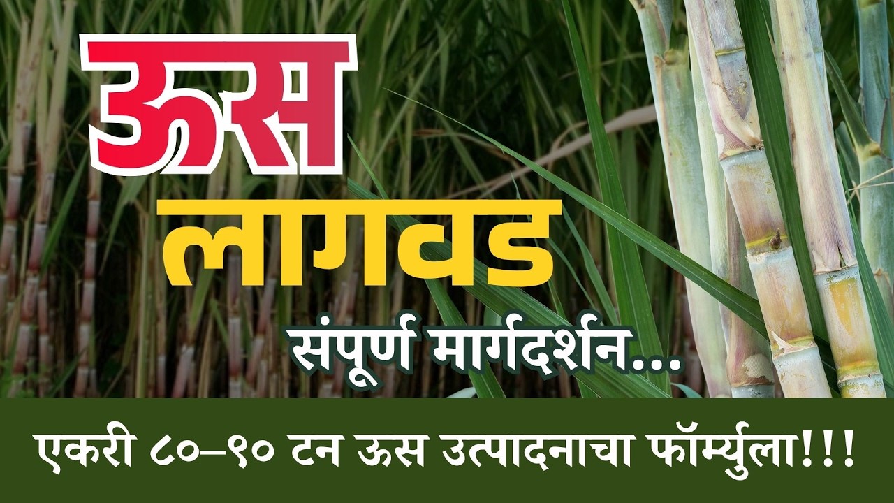 योग्य व आधुनिक ऊस लागवड पद्धतीमुळे वाढवा टनेज आणि नफा.