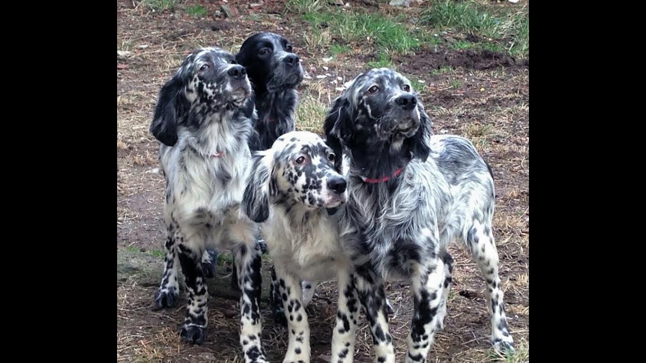 Dardanos Setter 3,5 aylık yavrular