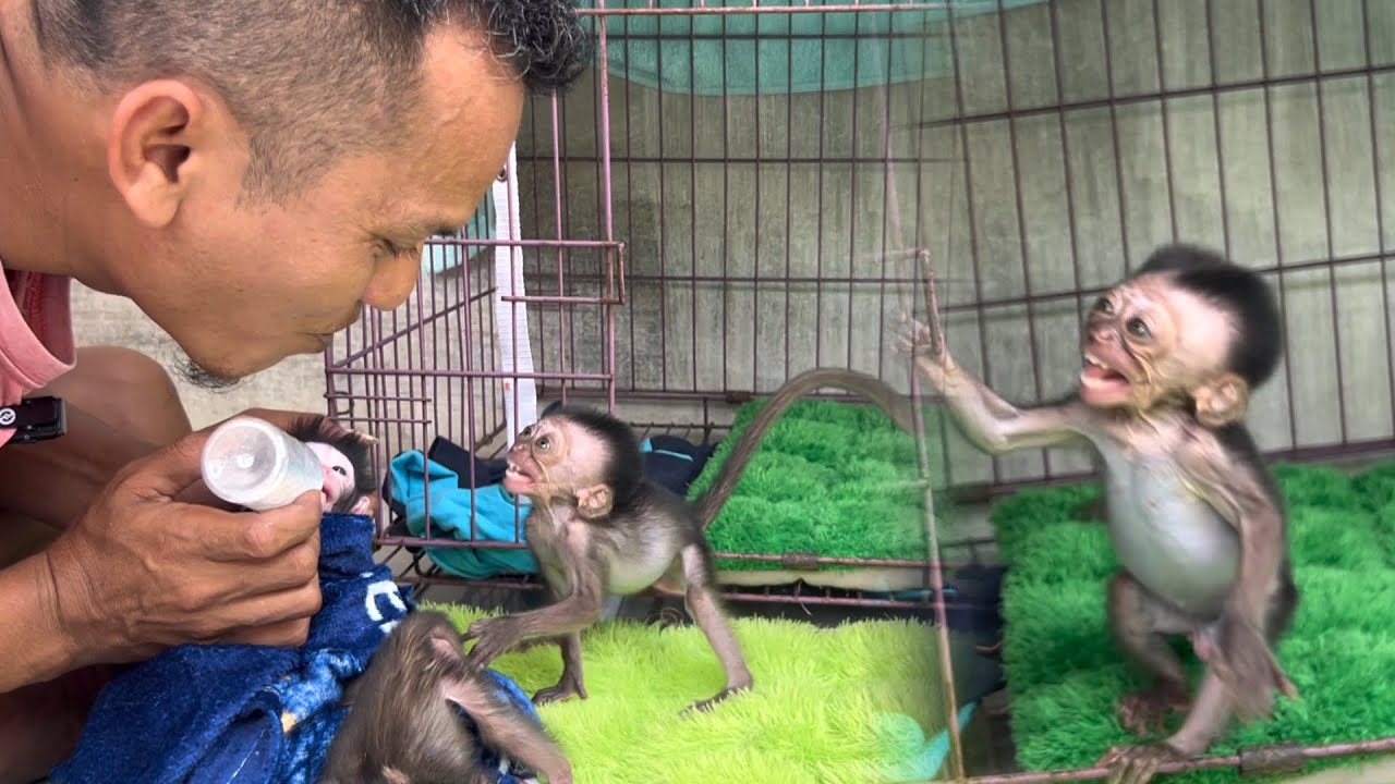 baby monkey wini sees kub as a threat even though i love him