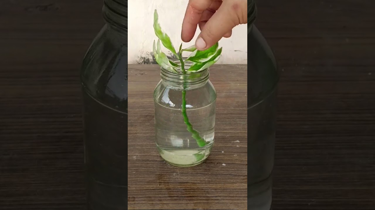 Propagation of Devil's Backbone Plant in Water. Just 14 Days