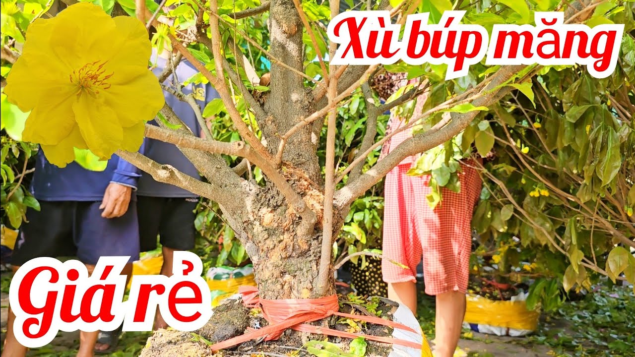 Thi 📲 0336966537 Giá siêu rẻ! Mai giảo Thủ Đức 24/2 mùng 8 Tết Bến Tre (@Mai vàng Quê dừa)