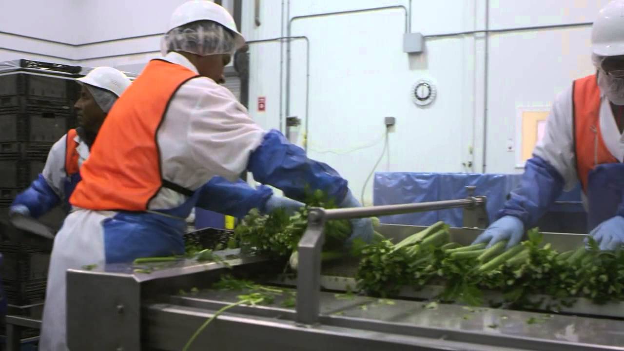 The Celery Story
