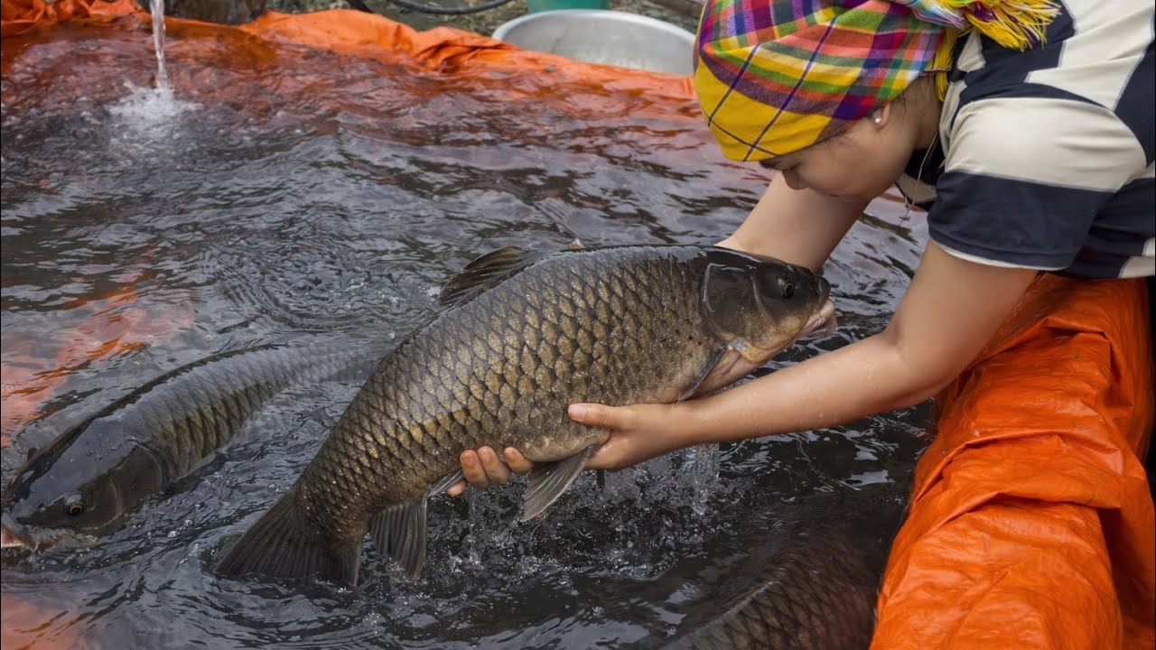 My Family Draining the Pond – Catching Many Big Fish Unexpecte