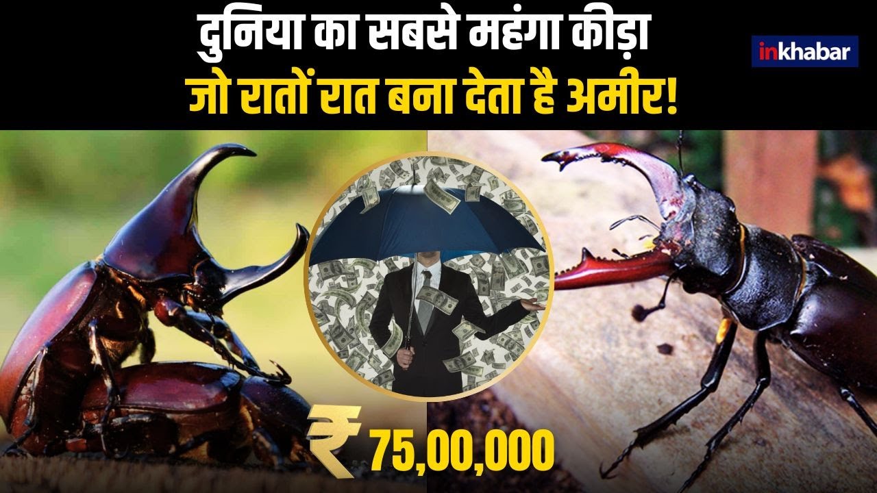 World Most Expensive Insect: 75 लाख रुपये के इस कीड़े की ऐसी है मान्यता रातों रात बना देता है अमीर