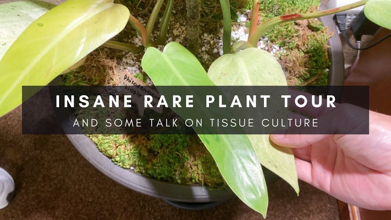 The Tissue Culture Episode | Rare Plant Tour | Collector-Seller Series P4 | Ep 53